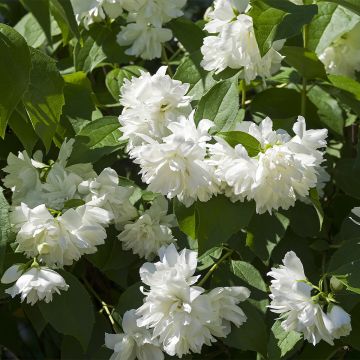 Philadelphus virginalis Minnesota Snowflake - Boerenjasmijn