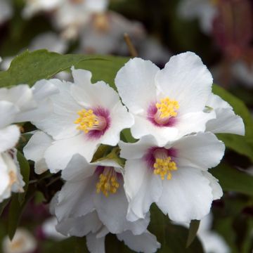 Philadelphus Beauclerk - Boerenjasmijn