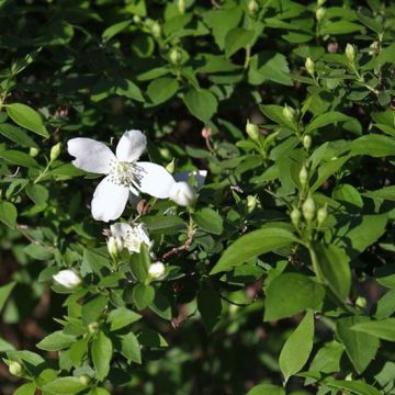 Philadelphus Silberregen - Boerenjasmijn