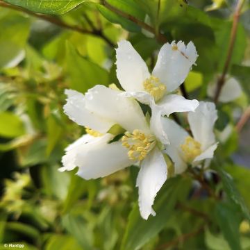 Philadelphus Mont Blanc - Boerenjasmijn