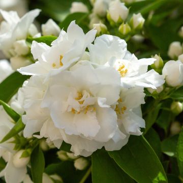 Philadelphus Mrs E.L. Robinson - Boerenjasmijn