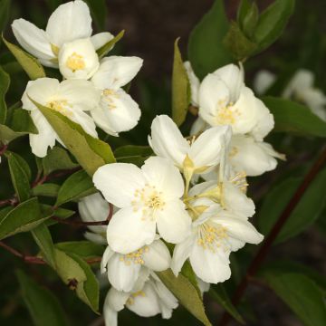 Philadelphus pekinensis - Boerenjasmijn