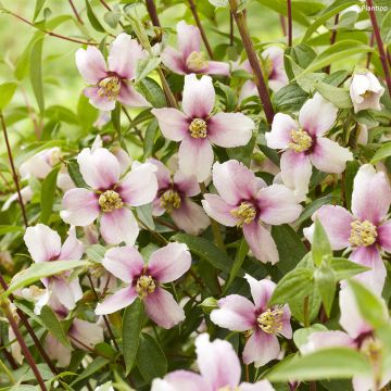 Philadelphus Petite Perfume Pink - Boerenjasmijn