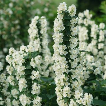 Philadelphus coronarius Illuminati Tower - Boerenjasmijn