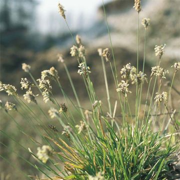 Sesleria caerulea - Blauwgras