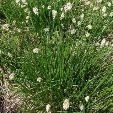 Sesleria heufleriana - Blauwgras