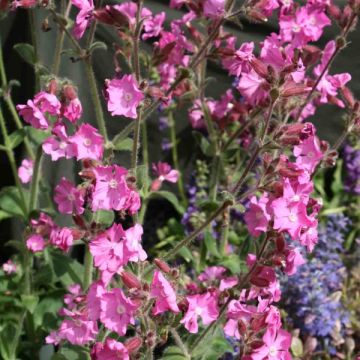 Silene robotii Rollies Favorite - Dagkoekoeksbloem