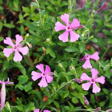 Silene schafta - Lijmkruid