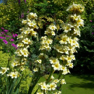 Sisyrinchium striatum Aunt May - Bieslelie
