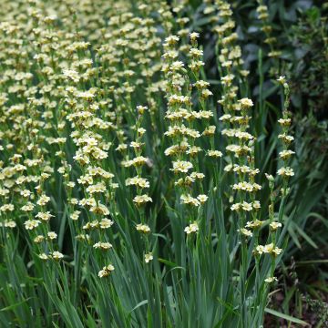 Sisyrinchium striatum - Bieslelie