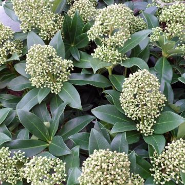 Skimmia japonica Fragrant Cloud - Japanse skimmia