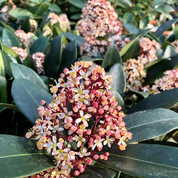Skimmia japonica Rubella - Japanse skimmia