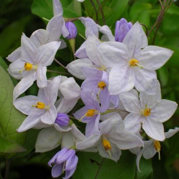 Solanum jasminoides Blauw - Morelle faux-jasmin