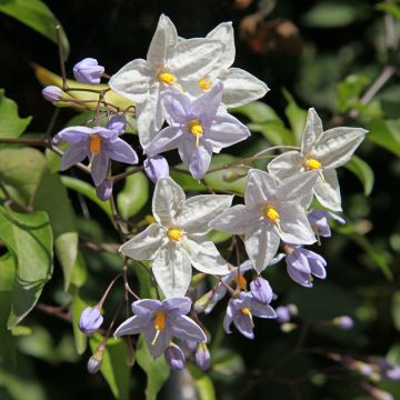 Solanum jasminoides - Klimmende nachtschade