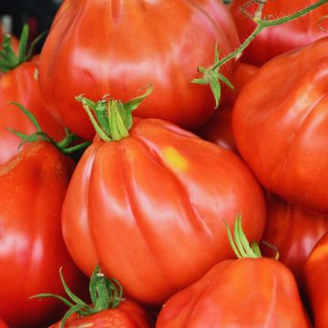 Tomate Liguria NT - Ferme de Sainte Marthe