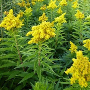 Solidago Spatgold - Guldenroede