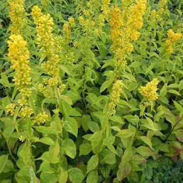 Solidago flexicaulis Variegata - Guldenroede