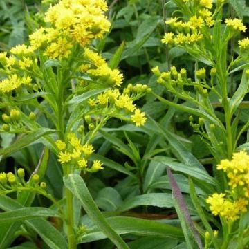 Solidago sempervirens Goldene Wellen - Guldenroede