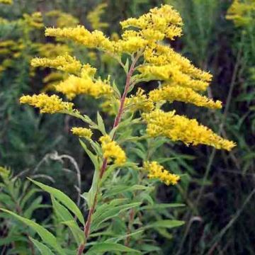 Solidago altissima - Late guldenroede