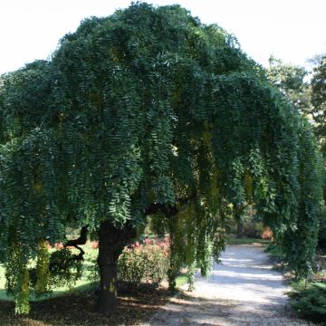 Sophora japonica Pendula - Honingboom