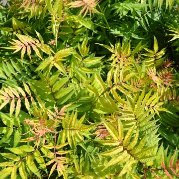 Sorbaria sorbifolia Matcha Ball - Lijsterbesspirea