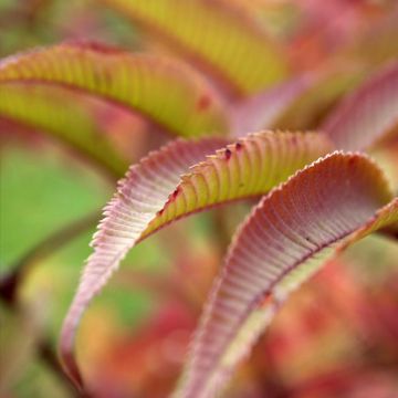 Sorbaria tomentosa Stick & Feathers - Lijsterbesspirea