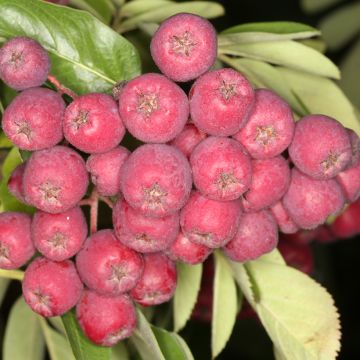 Likerovyj jarab - Sorbier