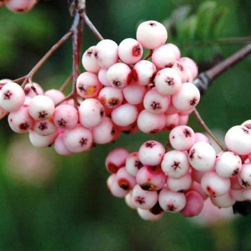Sorbus arnoldiana Pink Veil - Lijsterbes