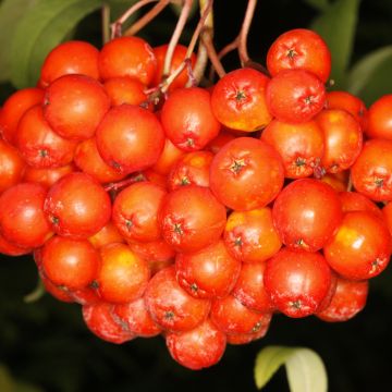 Sorbus aucuparia Krasnaja Krupnaja - Wilde lijsterbes