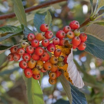 Sorbus aria - Meelbes