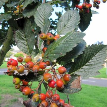Sorbus aria Lutescens - Meelbes