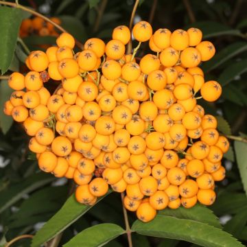 Sorbus arnoldiana Schouten - Lijsterbes