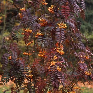 Sorbus aucuparia Autumn Spire - Wilde lijsterbes