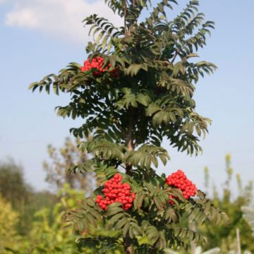 Sorbus aucuparia Fastigiata - Wilde lijsterbes