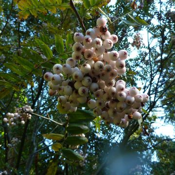Sorbus cashmiriana - Lijsterbes