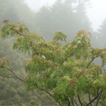 Sorbus randaiensis - Taiwanese berglijsterbes