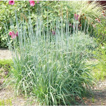 Sorghastrum nutans Sioux Blue - Goudbaardgras