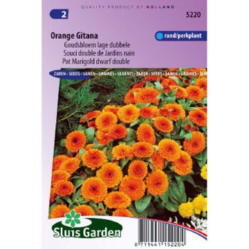 Calendula officinalis Orange Gitana (zaad) - Goudsbloem