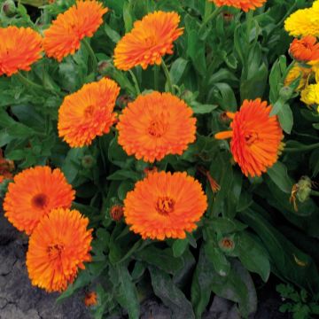 Calendula officinalis Gitane Orange - Goudsbloem