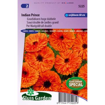 Calendula officinalis Indian Prince (zaad) - Goudsbloem