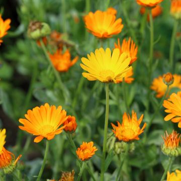 Calendula officinalis - Goudsbloem (bio)