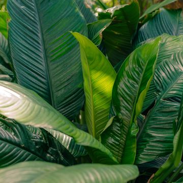 Spathiphyllum Sensation
