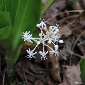 Speirantha convallarioides - Chinese lelietje-van-dalen