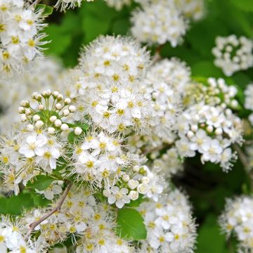 Spiraea chamaedryfolia - Iepspirea