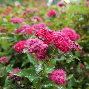 Spiraea japonica Double Play Doozie - Spierstruik