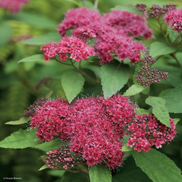 Spiraea japonica Double Play Red - Spierstruik