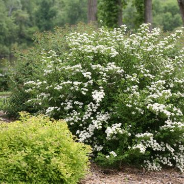 Spiraea nipponica Wedding Cake - Spirea
