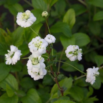 Spiraea prunifolia Plena - Spierstruik