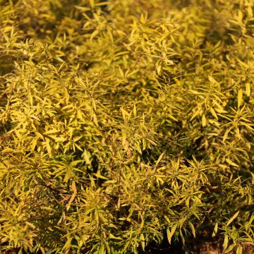 Spiraea thunbergii Ogon - Spierstruik