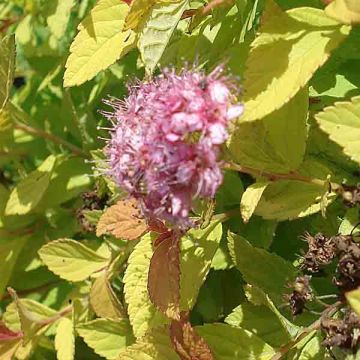 Spiraea japonica Golden Princess - Spierstruik